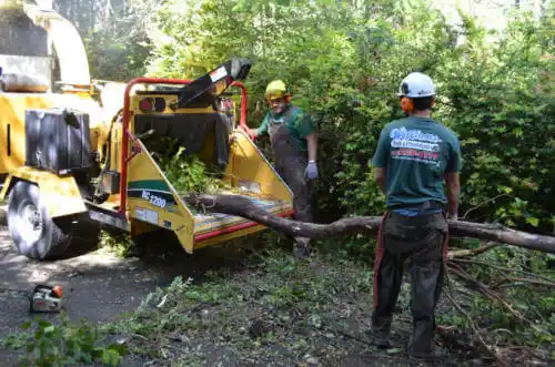 tree services Madeira Beach